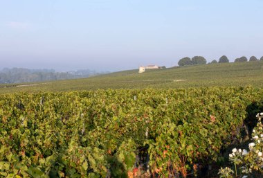 Saint Emilion, Gironde, Fransa yakınlarındaki Saint Georges de Montagne üzüm bağlarında sabah ışığı
