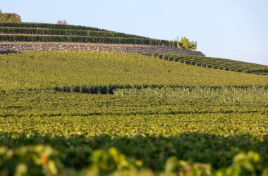 Saint Emilion bölgesindeki şarap hasadından önce şarap bahçesinde şarap sıraları üzerinde olgun kırmızı şarap üzümleri. Fransa