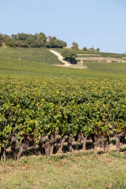 Saint Emilion bölgesindeki şarap hasadından önce bir vienyard 'da şarap sıralarında olgunlaşmış kırmızı üzümler. Fransa