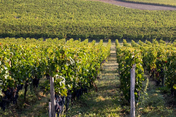 サンティエミリオン地方でワインが収穫される前に ブドウ園のブドウの列に赤メルロのブドウを熟す フランス — ストック写真