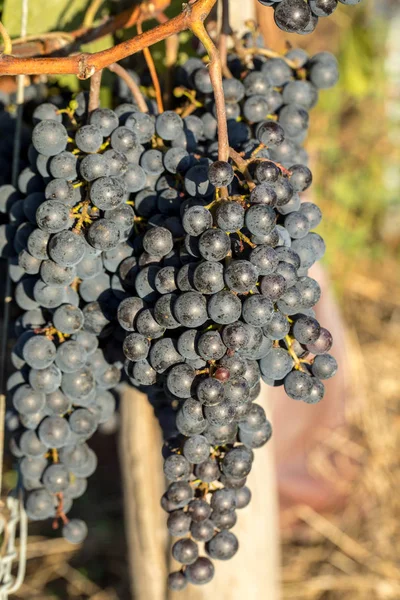 Gros Plan Des Raisins Merlot Rouge Dans Vignoble Médoc Gironde — Photo