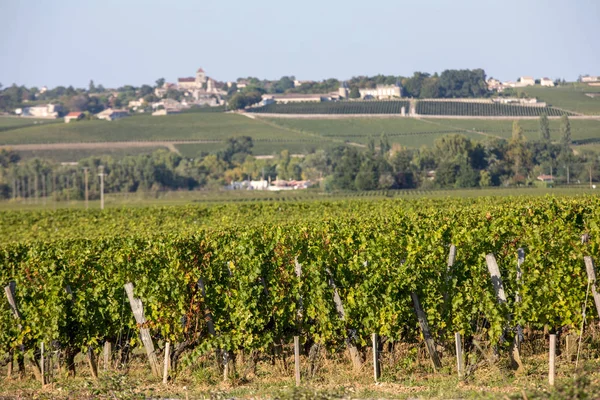 在圣埃米利翁地区的葡萄酒收获之前 在葡萄园里的一排排葡萄藤上结成熟的红葡萄 — 图库照片