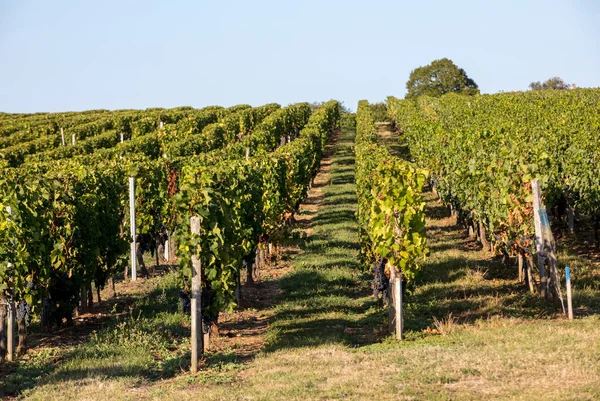 Uvas Vermelhas Maduras Fileiras Vinhas Vienyard Antes Colheita Vinho Região — Fotografia de Stock