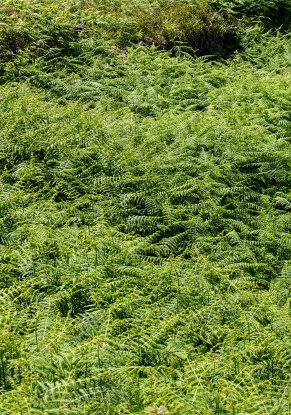 Felce Profumata Fieno Dennstaedtia Punctilobula Sull Isola Madeira Portogallo — Foto Stock