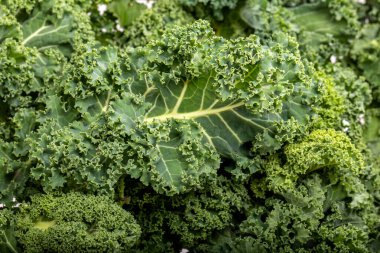 Sağlıklı taze kıvırcık lahana