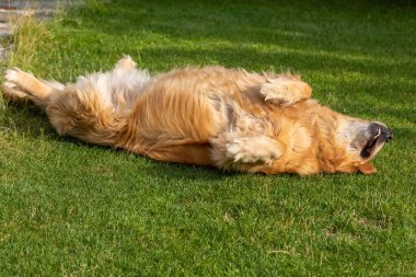 Bahçedeki yeşil çimlerin üzerinde güzel bir golden retriever