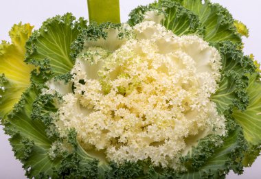 Süslü beyaz lahana ya da beyaz arka planda lahana