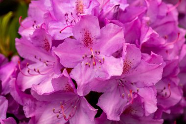 Rhodenron 'un pembe çiçekleri. Her bahçe için büyük bir süs.