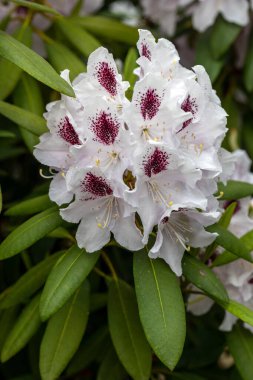 Rhodenron beyaz çiçekler çiçeklenme. Herhangi bir bahçe için harika bir dekorasyon