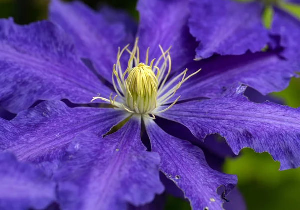 Schöne Violette Blüten Der Clematis Garten — Stockfoto