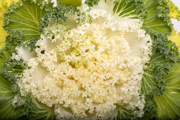 Ornamental White Kale Cabbage White Background — Stock Photo, Image