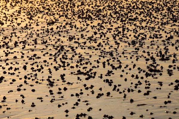 Strand Abstrakter Feuchter Sand Der Das Sonnenlicht Während Des Sonnenuntergangs — Stockfoto