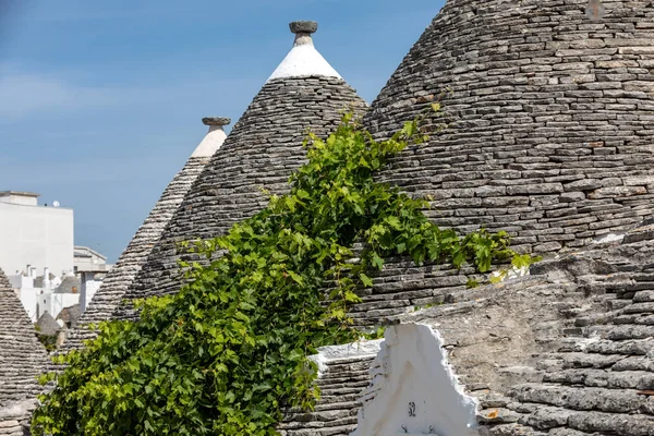 Weinreben Auf Dem Steindach Des Trulli Hauses Alberobello Italien Der — Stockfoto