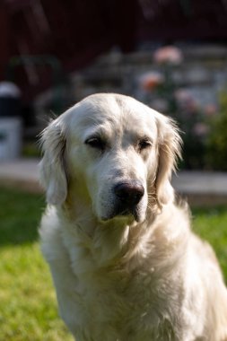 Bahçedeki yeşil çimlerin üzerinde güzel bir golden retriever
