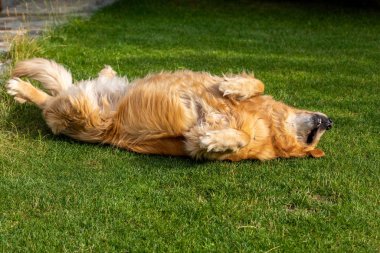 Bahçedeki yeşil çimlerin üzerinde güzel bir golden retriever