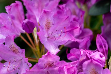 Rhodenron 'un pembe çiçekleri. Her bahçe için büyük bir süs.