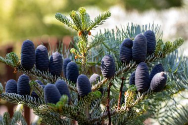 Koreli Firavun 'un konileri - Bahçedeki Abies Koreana