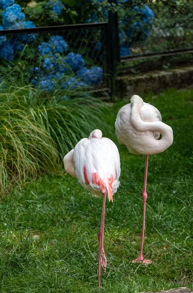 Una Manada Flamencos Rosados Descansando Hierba —  Fotos de Stock