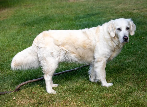 Bahçedeki Yeşil Çimlerin Üzerinde Güzel Bir Golden Retriever — Stok fotoğraf