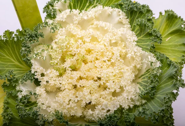 Ornamental White Kale Cabbage White Background — Stock Photo, Image