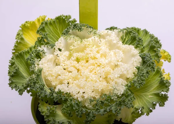 Ornamental White Kale Cabbage White Background — Stock Photo, Image