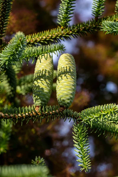 Cones Fir Coreano Abies Koreana Jardim — Fotografia de Stock