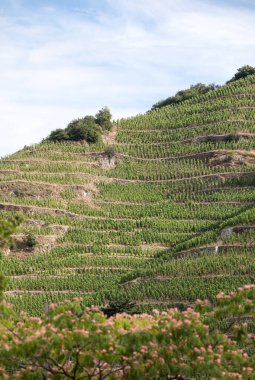 M. görünümünü Chapoutier Crozes-Hermitage üzüm bağları Tain l'Hermitage, Rhone Vadisi, Fransa