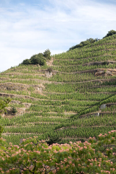 View of the M. Chapoutier Crozes-Hermitage vineyards in Tain l 'Hermitage, Rhone valley, France
