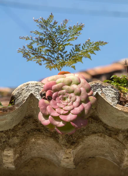 Miniaturní Šťavnaté Rostliny Rostou Staré Střešní Dlaždici Madeira Portugalsko — Stock fotografie
