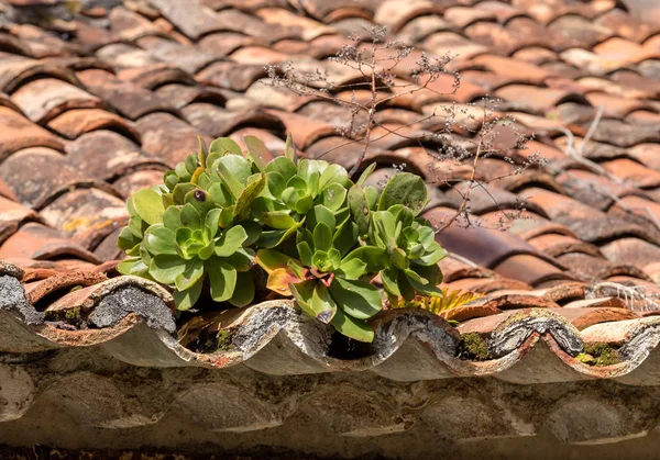 Miniature succulent plants growing on an old roof tile. Madeira. Portugal.