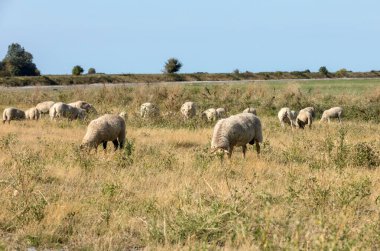 Yazın mavi gökyüzünün altında Mont Saint-Michel gelgit adasının yakınındaki tuz çayırlarında otlayan bir koyun sürüsü. Le Mont Saint Michel, Fransa