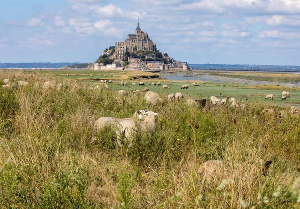 Eine Schafherde Weidet Auf Den Salzwiesen Nahe Der Gezeiteninsel Mont — Stockfoto