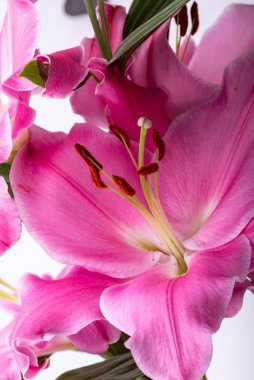 Pembe zambak çiçeklerine yakın çekim. Bu cinsteki türlerin yaygın isimleri arasında peri çiçeği zephyr zambak zambağı sihirli Atamasco zambağı ve yağmur zambağı bulunur..