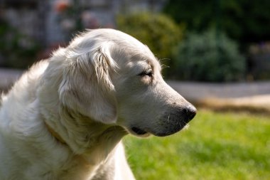 Bahçedeki yeşil çimlerin üzerinde güzel bir golden retriever