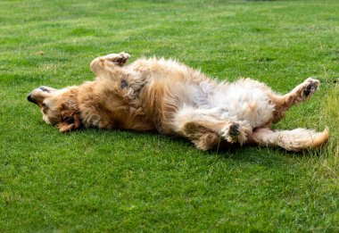 Bahçedeki yeşil çimlerin üzerinde güzel bir golden retriever