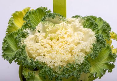 Süslü beyaz lahana ya da beyaz arka planda lahana