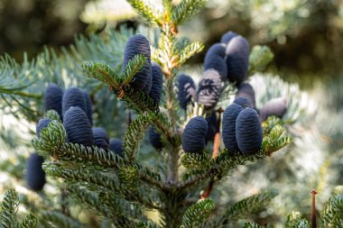 Koreli Firavun 'un konileri - Bahçedeki Abies Koreana