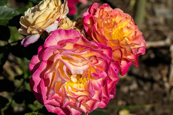Bunte Rosen Blühen Ast Garten — Stockfoto