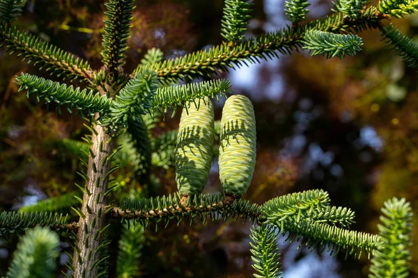 Conos Abeto Coreano Abies Koreana Jardín —  Fotos de Stock