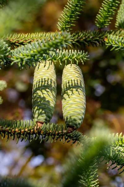 Conos Abeto Coreano Abies Koreana Jardín — Foto de Stock