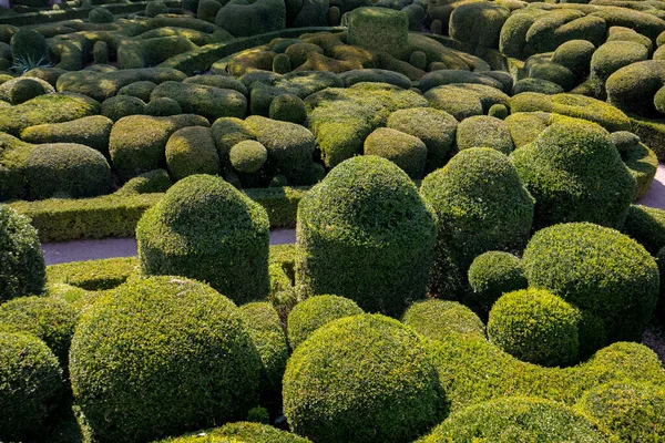 Топиар Садах Отеля Jardins Маркиссак Регионе Дордонь Франция — стоковое фото