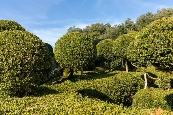 Jardins Marqueyssac Fransa Nın Dordogne Bölgedeki Bahçelerde Budama Sanatı — Stok fotoğraf