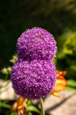 Globemaster allium çiçekleri tohuma dönüşmeden hemen önce çiçek açar.