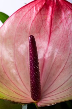 İlkbaharda açan pembe anthurium çiçeği