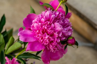 Bahçedeki pembe şakayık çiçeği tomurcuğu