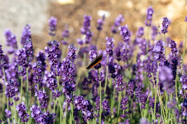 Flores Lavanda Florescendo Provence Perto Sault França — Fotografia de Stock