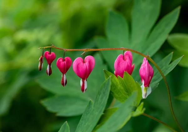 Καρδιά Σχήμα Ματωμένη Καρδιά Λουλούδι Ροζ Και Λευκό Χρώμα — Φωτογραφία Αρχείου