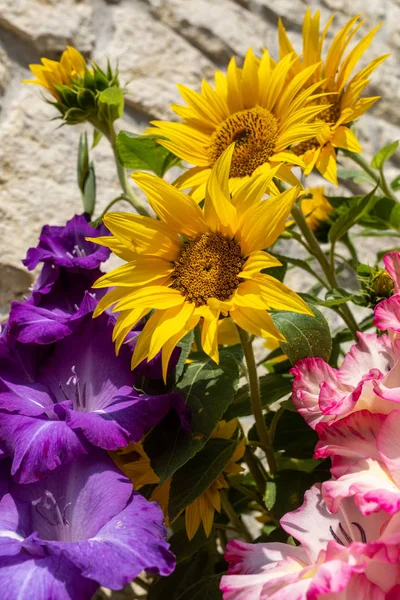 Kvetoucí Slunečnice Barevné Gladioly Pozadí Vápencové Stěny — Stock fotografie