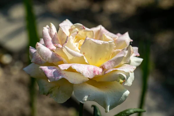 Rosa Amarilla Rama Jardín — Foto de Stock