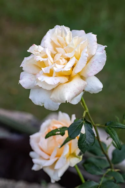 庭の枝に白いバラの花 — ストック写真